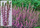 Vis produktside for: Calluna Vulgaris Roswitha