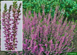 Calluna Vulgaris Roswitha