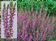 Calluna Vulgaris Roswitha