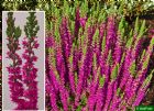 Vis produktside for: Calluna Vulgaris Roter Oktober