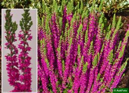 Calluna Vulgaris Roter Oktober