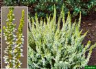 Vis produktside for: Calluna Vulgaris Sandy 