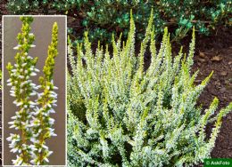 Calluna Vulgaris Sandy 