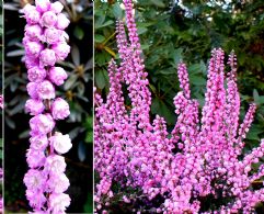 Calluna Vulgaris Schurig's Sensation