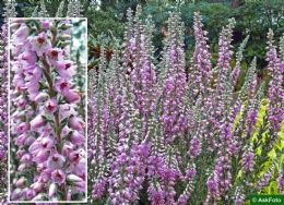 Calluna Vulgaris Silver Knight