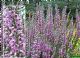 Calluna Vulgaris Silver Knight