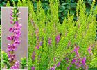 Vis produktside for: Calluna Vulgaris Sir John Charrington