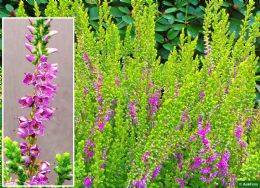 Calluna Vulgaris Sir John Charrington