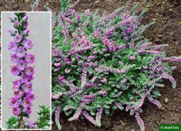 Calluna Vulgaris Sister Anne