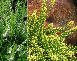 Calluna Vulgaris Spider