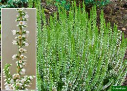 Calluna Vulgaris Stephanie 