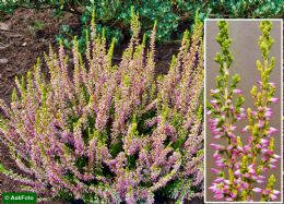 Calluna Vulgaris Theresa