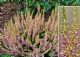 Calluna Vulgaris Theresa