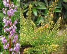 Vis produktside for: Calluna Vulgaris Tricolorifolia