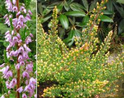 Calluna Vulgaris Tricolorifolia