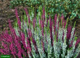 Calluna Vulgaris Twin Girls