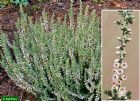 Vis produktside for: Calluna Vulgaris Velvet Fascination