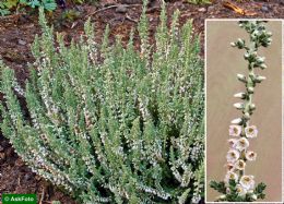 Calluna Vulgaris Velvet Fascination