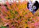 Calluna Vulgaris Wickwar Flame