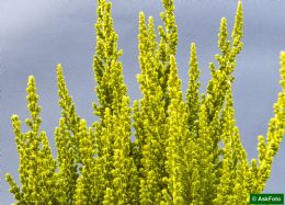 Calluna Vulgaris Zeta