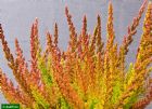 Vis produktside for: Calluna Vulgaris Zora 