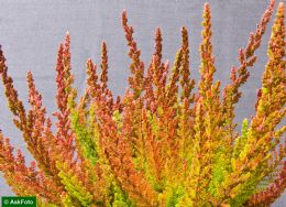 Calluna Vulgaris Zora 