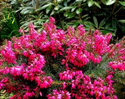 Erica Carnea Tatjana