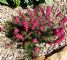 Erica Carnea Nathalie