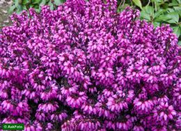 Erica Carnea Wintersonne