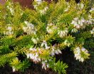 Vis produktside for: Erica Carnea Golden Starlet