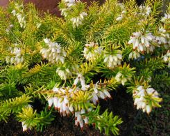 Erica Carnea Golden Starlet