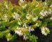 Erica Carnea Golden Starlet