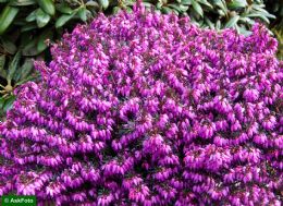 Erica Carnea Vivellii