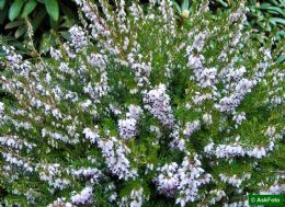 Erica X Darleyensis Silberschmelze