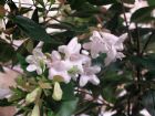 Vis produktside for: Abelia Grandiflora Nanna