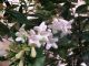 Abelia Grandiflora Nanna