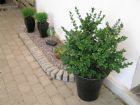 Vis produktside for: Buxus Semp. Rotundifolia