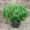 Vis produktside for: Buxus Micr. Mimer