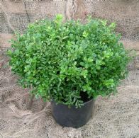 Buxus Micr. Mimer