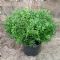 Buxus Micr. Mimer