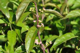 Callicarpa Dichotoma Early Ametyst