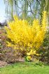 Vis produktside for: Forsythia Int. Lynwood