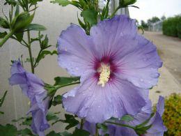 Hibiscus Syr. Blue Bird