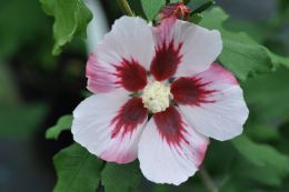 Hibiscus Syr. Hamabo