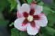 Hibiscus Syr. Hamabo