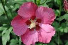 Vis produktside for: Hibiscus Syr. Woodbridge