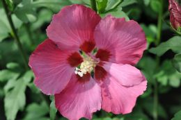 Hibiscus Syr. Woodbridge