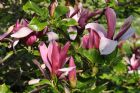 Vis produktside for: Magnolia Lilliiflora Susan 