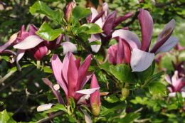 Magnolia Lilliiflora Susan 