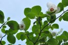 Vis produktside for: Magnolia Sieboldii